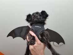 Puppy / Dog Bat Wings – Halloween Costume 3D Printer Model