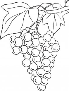 Grapes Design Free Vector