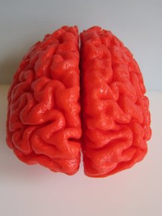 Human Brain, Full Scale 3D Printer Model