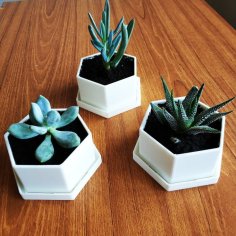 Flower Pot For Succulents 3D Printer Model