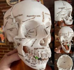 Annotated Anatomical Human Skull In 18 Pieces Magnetically Assembled. 3D Printer Model