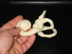 Human Inner Ear 3D Printer Model