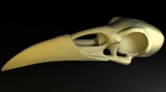 Raven Skull 3D Printer Model