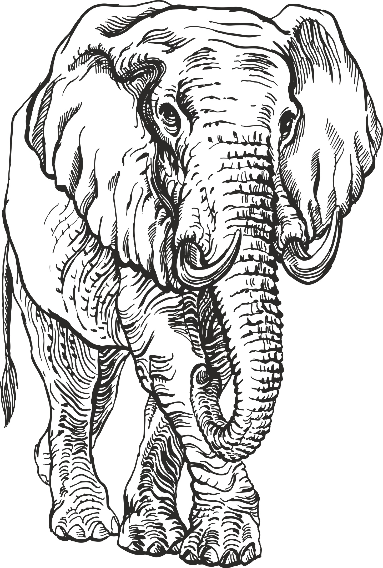 Elefante Engr vettore