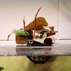 Aquarium Plant Holder 3D Printer Model