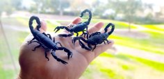 Scorpion By Drawn To Spec 3D Printer Model