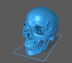 3d Scanned Human Skull Using Creaform Handyscan 3D Printer Model