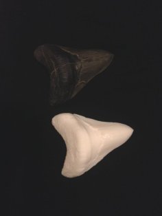 Megalodon Scanned Fossil Tooth 3D Printer Model