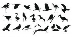 Sammlung von Vögeln