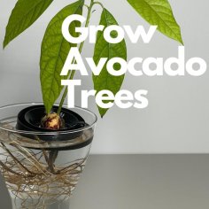 Avocado Float – Grow Avocado From Seed 3D Printer Model