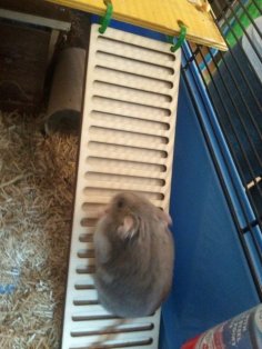 Laser Cut Hamster Ladder