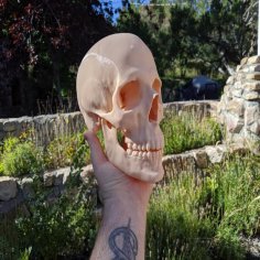 Human Skull (Medical Scan) 3D Printer Model