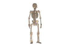 File dxf grezzo di scheletro umano