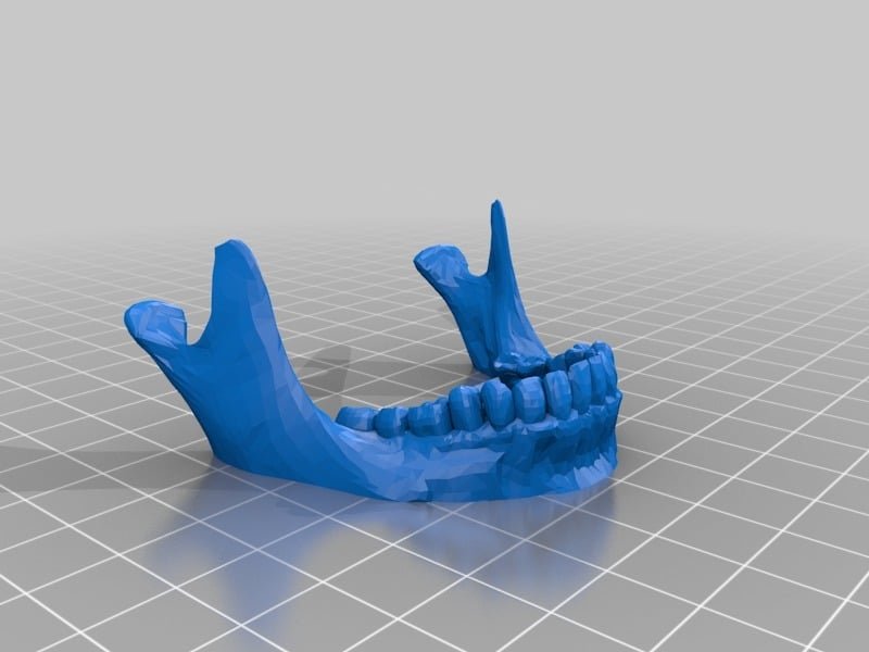 Sliced Human Skull With Mandible And Teeth 3D Printer Model Download ...