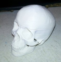 Sliced Human Skull With Mandible And Teeth 3D Printer Model