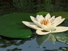 Lotus Flower / Water Lily With Leaves 3D Printer Model