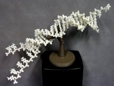 Folding DNA Model Kit. 3D Printer Model