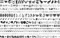 Conjunto de vectores de dibujo de aves