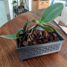 Wide Orchid Planter 3D Printer Model