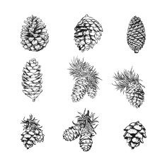 Hand Drawn Pine Cones Free Vector