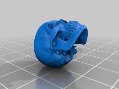 Human Skull 3D Printer Model