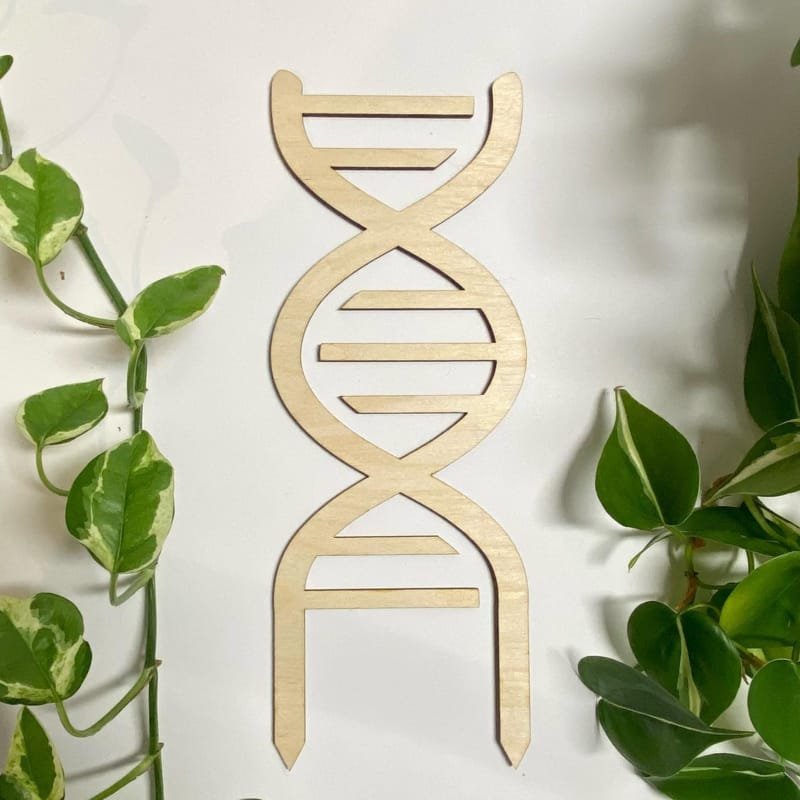 Laser Cut Wooden DNA Shaped Indoor Plant Trellis for Climbing Plants