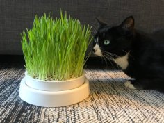 Cat Grass Planter 3D Printer Model