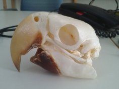 Macaw Skull 3D Printer Model