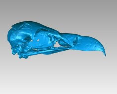 Skull Of A Griffon Vulture (Gyps Fulvus) 3D Printer Model