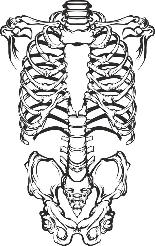 Вектор человеческого скелета