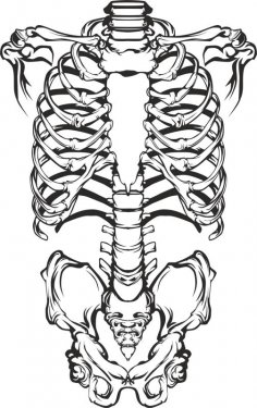 vector de esqueleto humano