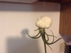 Hanging Air Plant Octopus 3D Printer Model